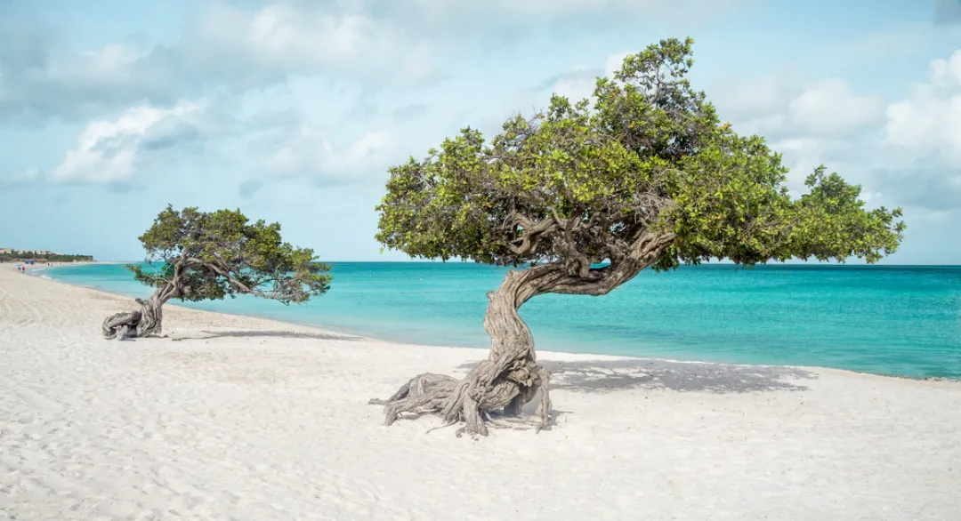 Eagle beach with divi divi trees