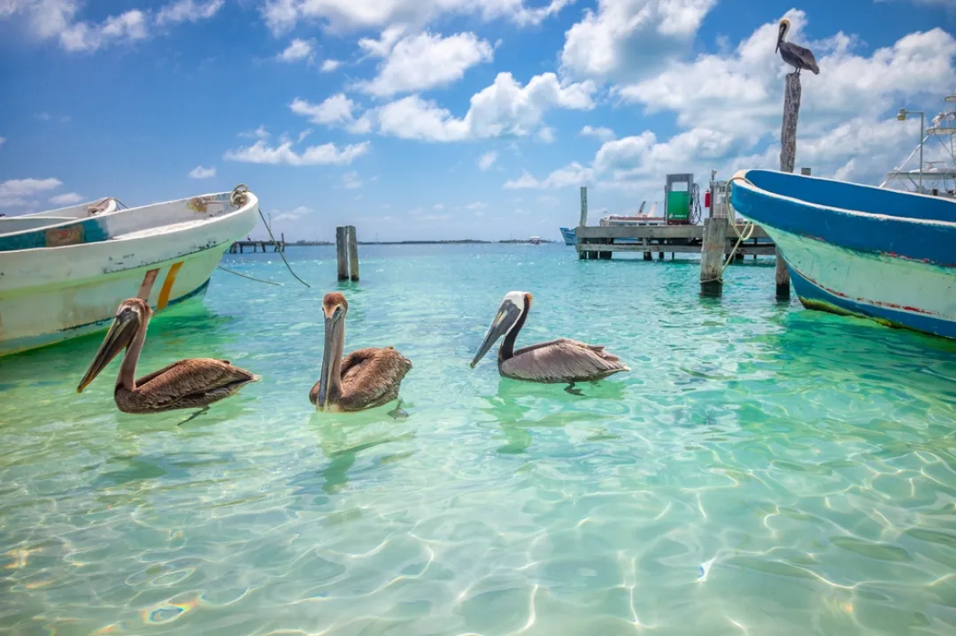 Boat and pelican