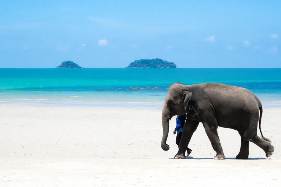Elephant Island