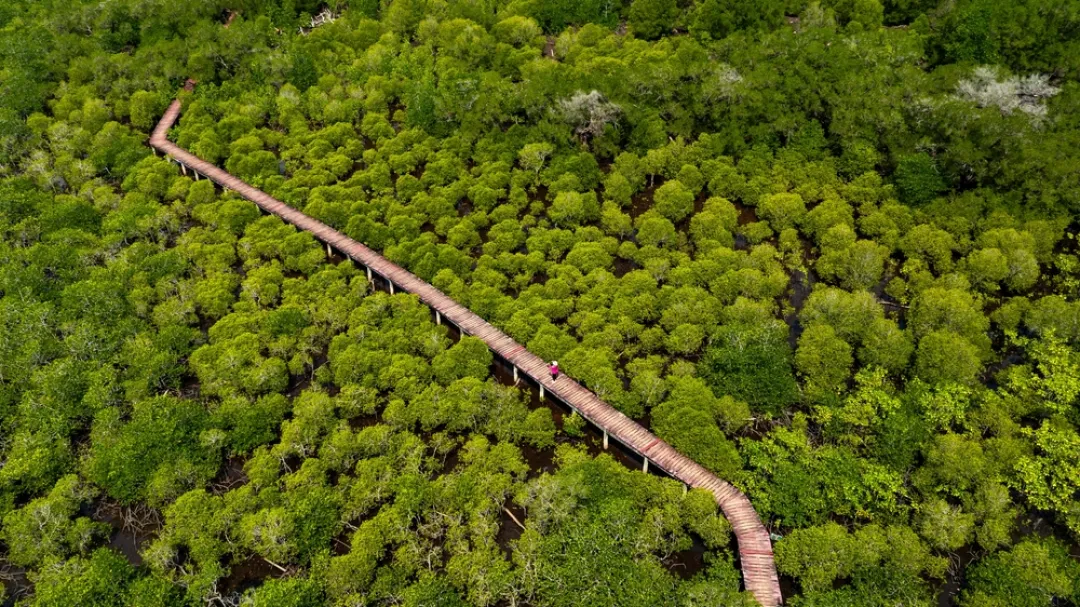 Mangrove forest walkway