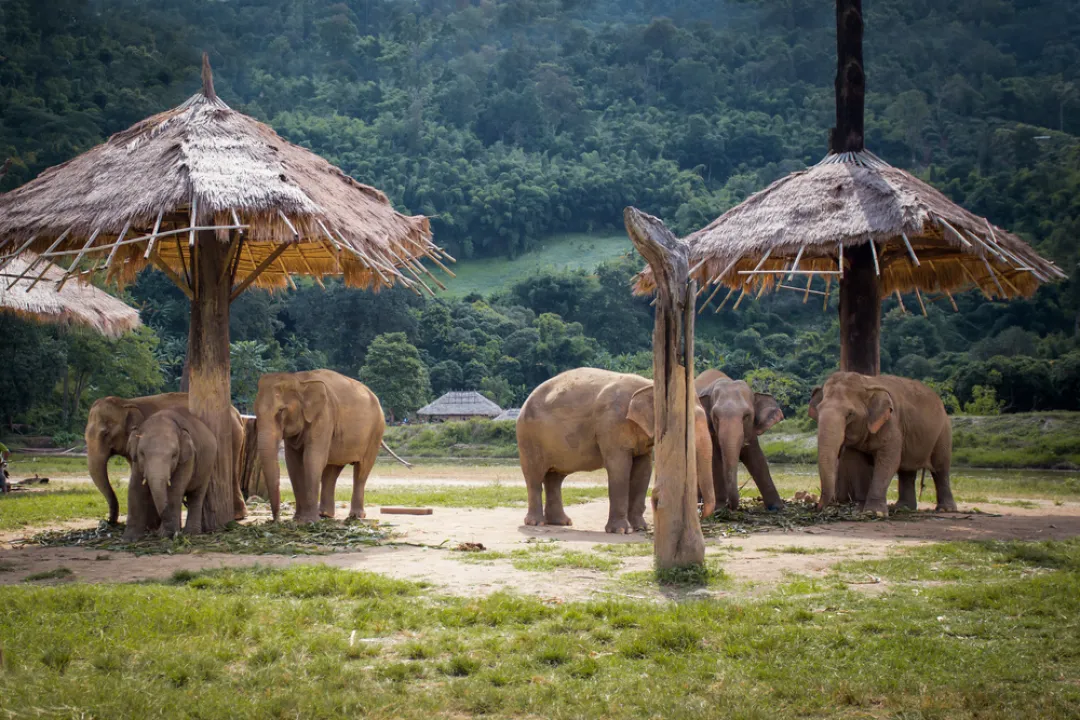 Elephants in the nature park