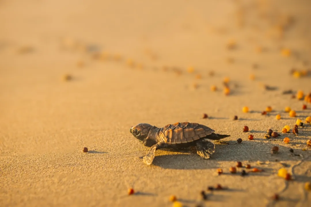Baby leatherback turtle