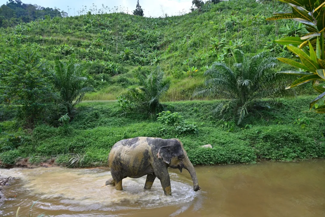 Elephant stained with mud walk along the river. Khao Lak Province in Thailand