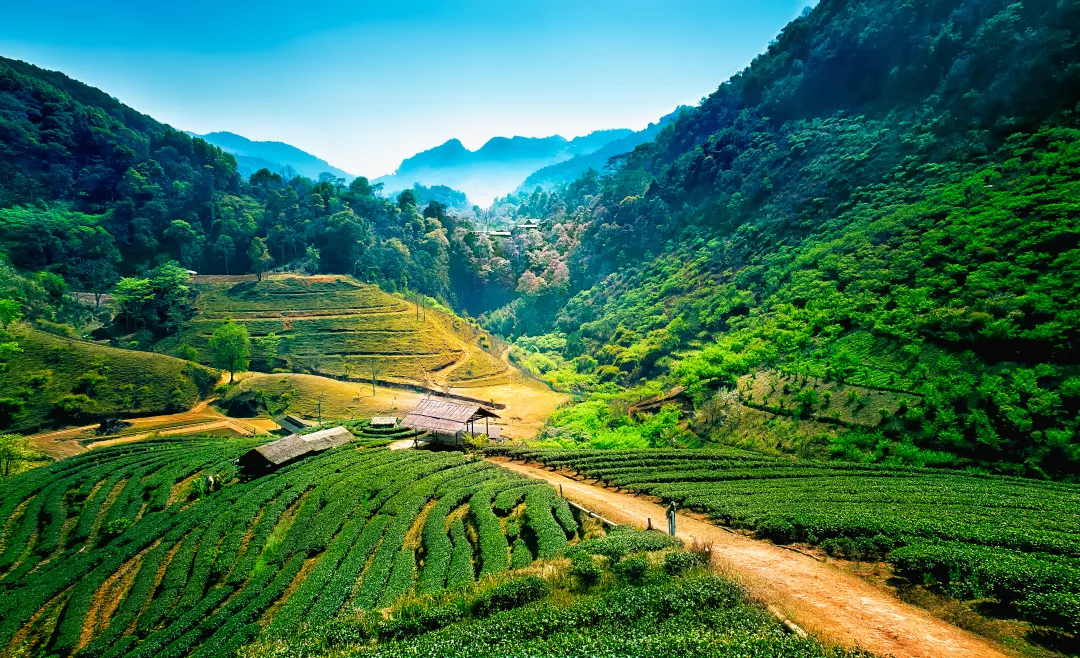 Tea plantations on angkhang mountain