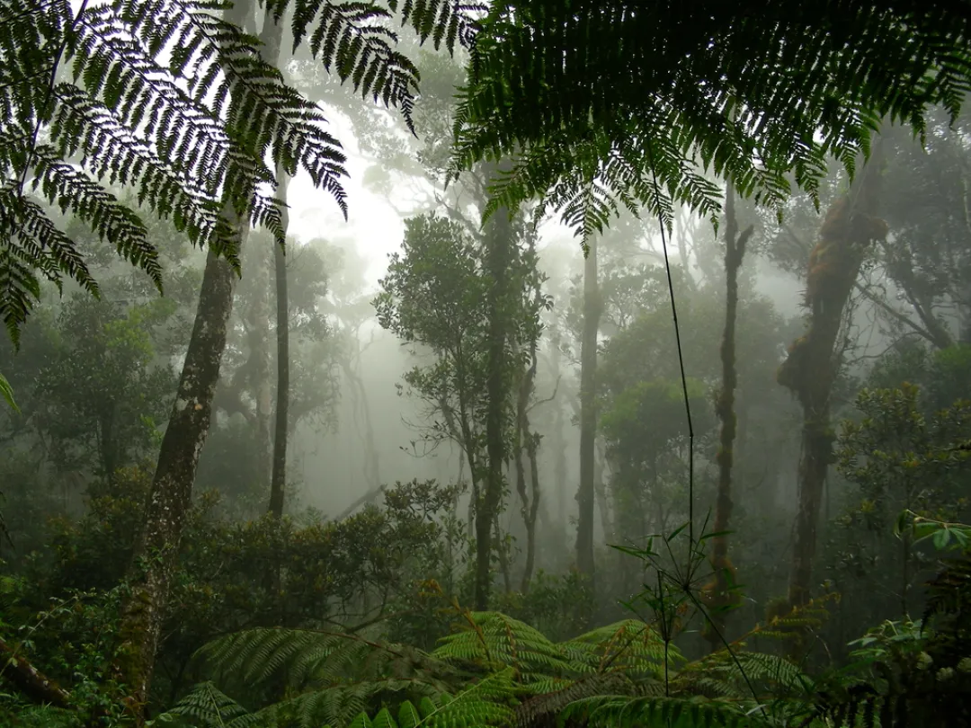 A misty rainforest