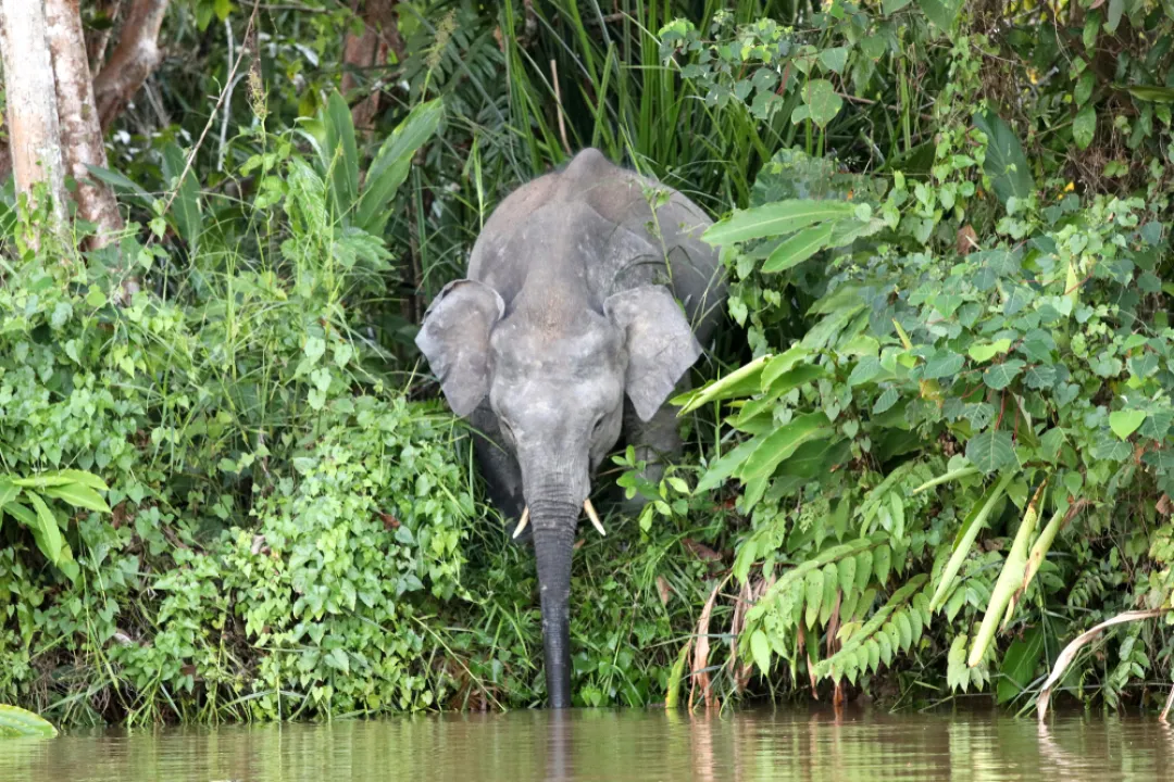 Borneo pygmy elephants 