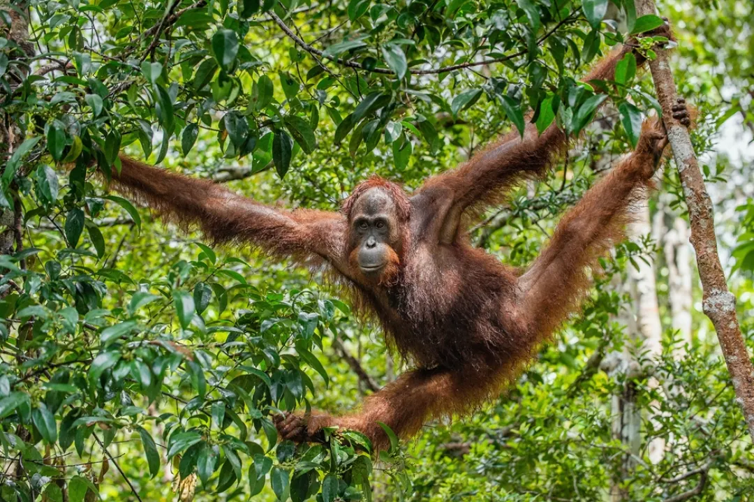 Orangutan on tree