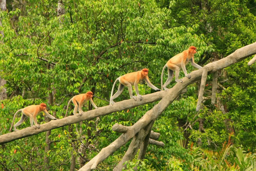 Proboscis monkeys