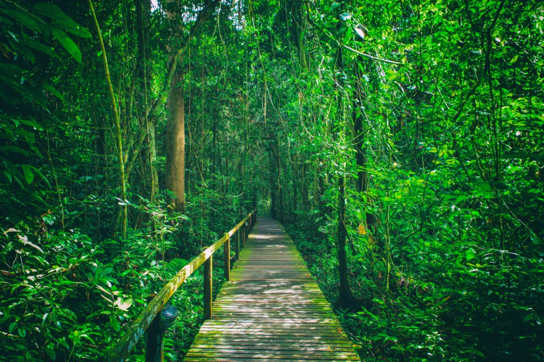 Trail in the Mulu National Park