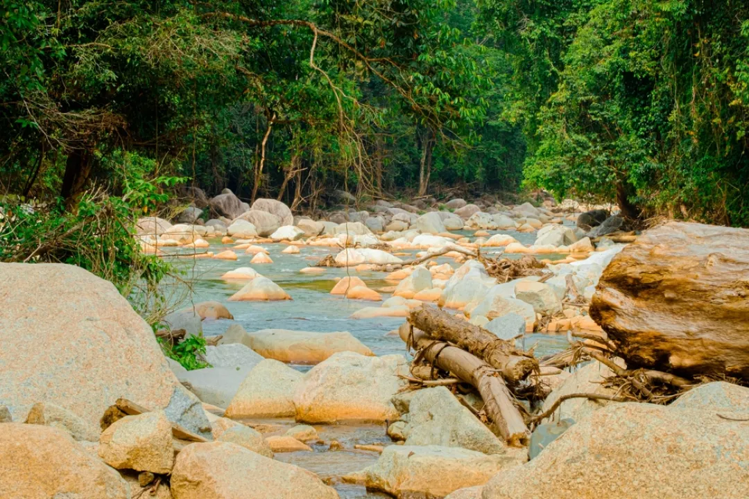 Rocky streams in the forest 