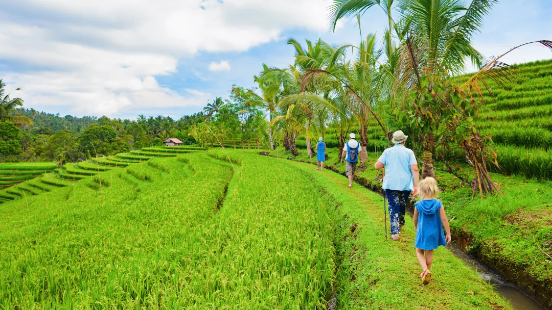 Nature walk in green rice terrace