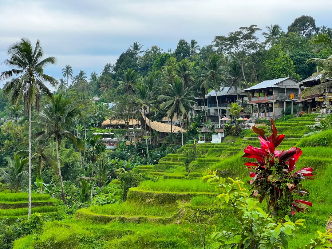 Tegallalang rice field in Bali