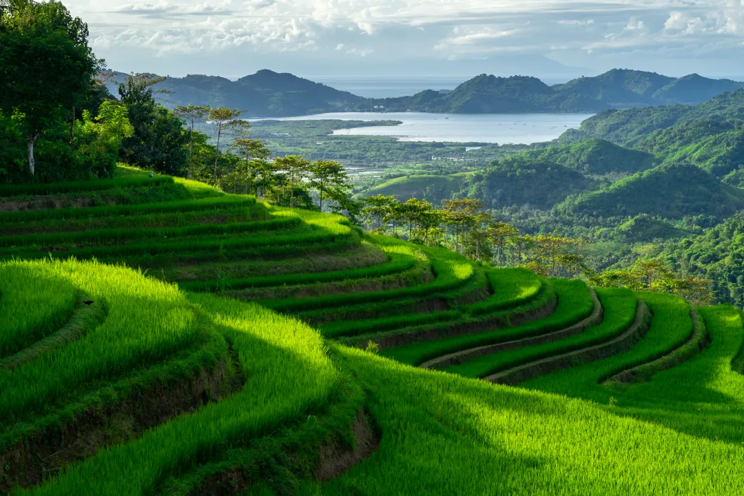 Green rice field pattern