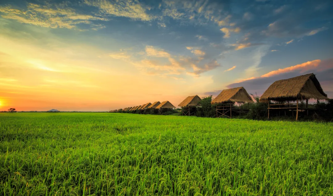 Sunset at Rice Field