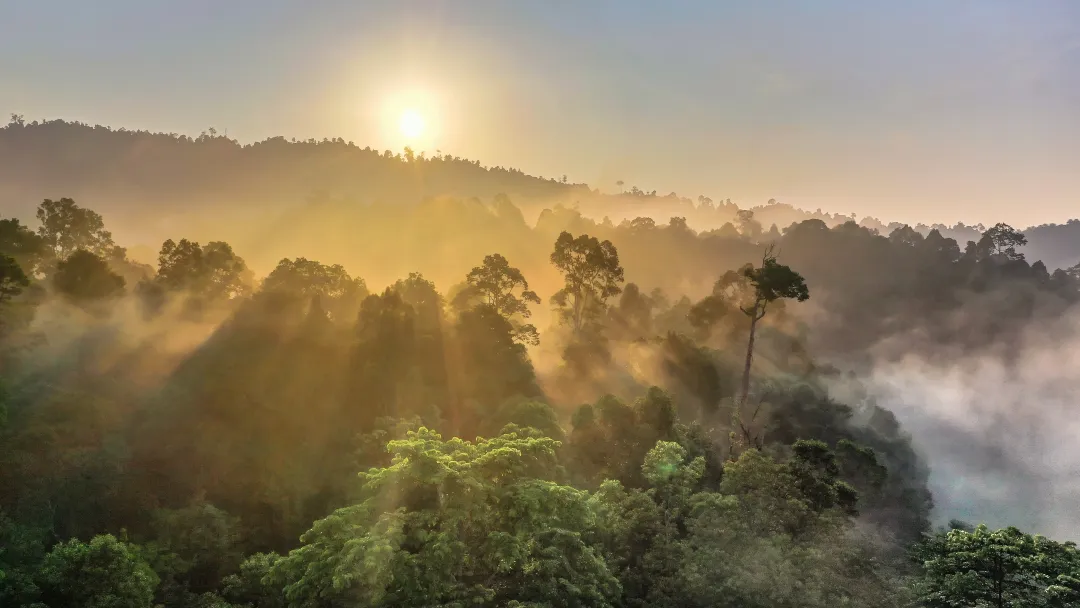 Tropical rainforest, Stunning view of Borneo Rainforest with sunrise mist and fog rays in the morning.