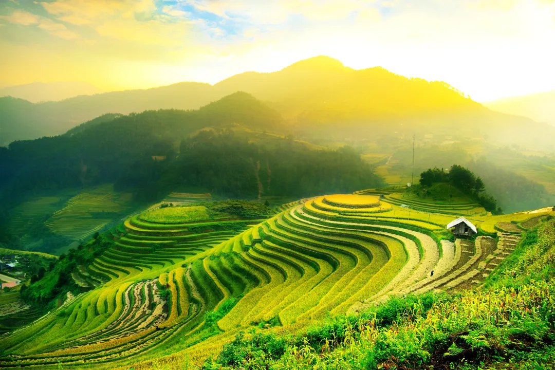 Rice fields on terraced of Mu Cang Chai, YenBai, Vietnam. Vietnam landscapes.