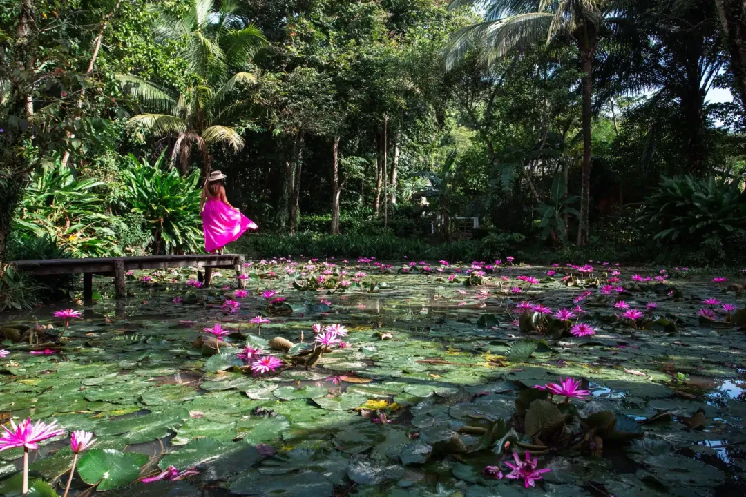 Paradise Koh Yao -  Lily Pond