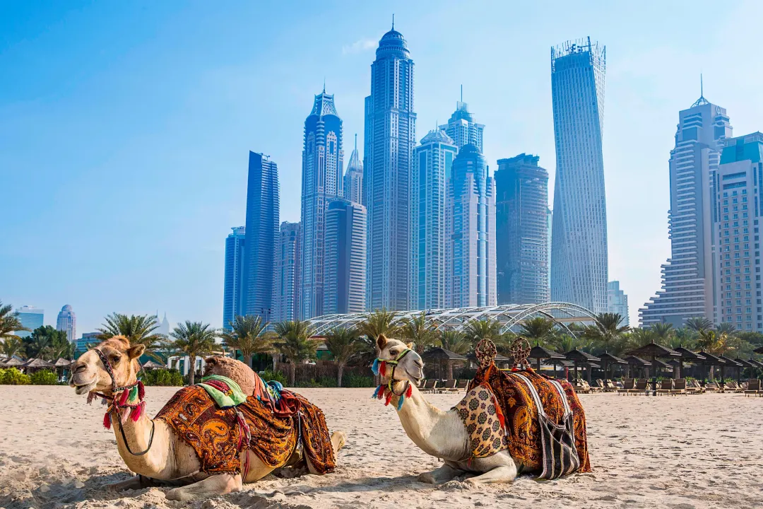 Habtoor-Grand-Resort-Dubai-Camels-on-the-beach