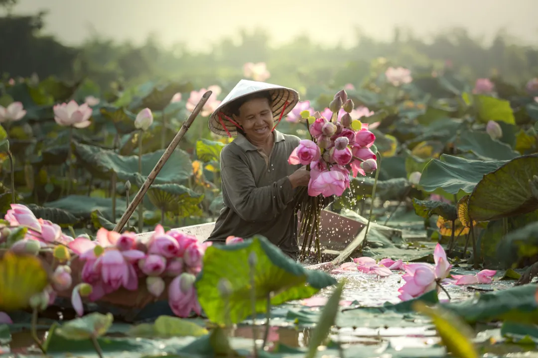 Mui Ne - Local farmer picking flowers