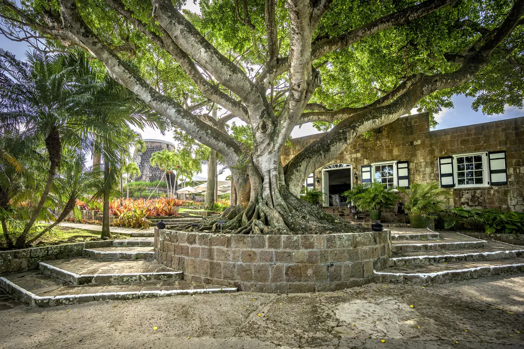 Montpelier Plantation - Tree Entrance