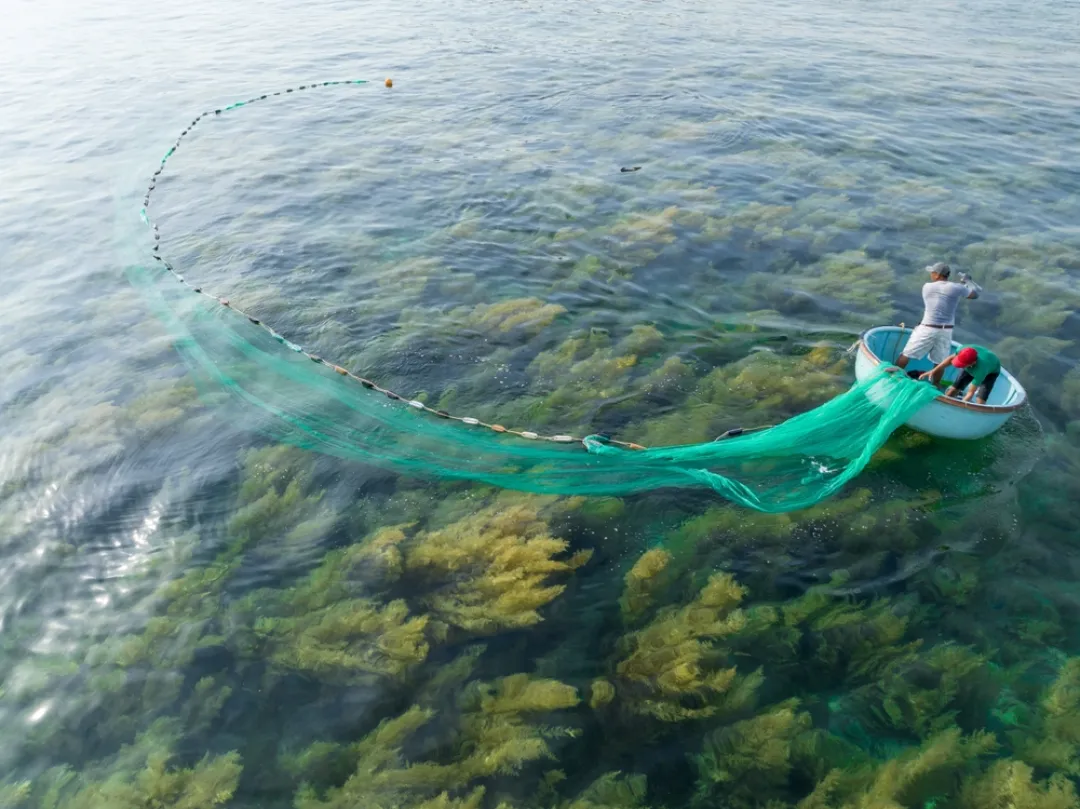 Seaweed field in Nhon Hai