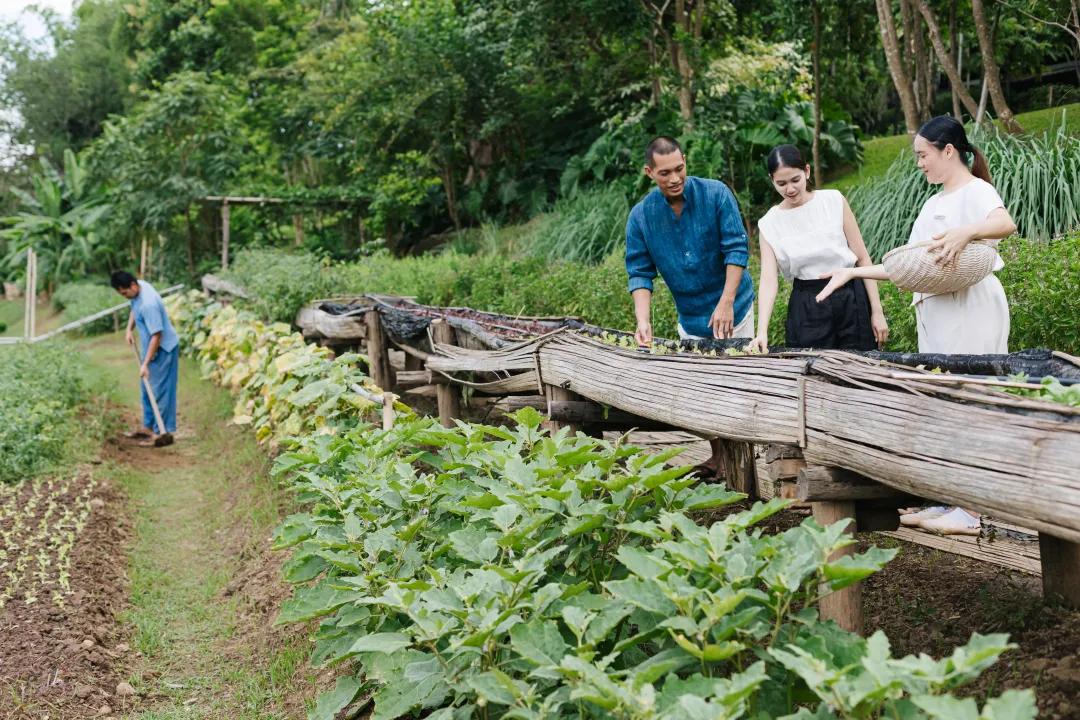 Raya Heritage - Vegetation