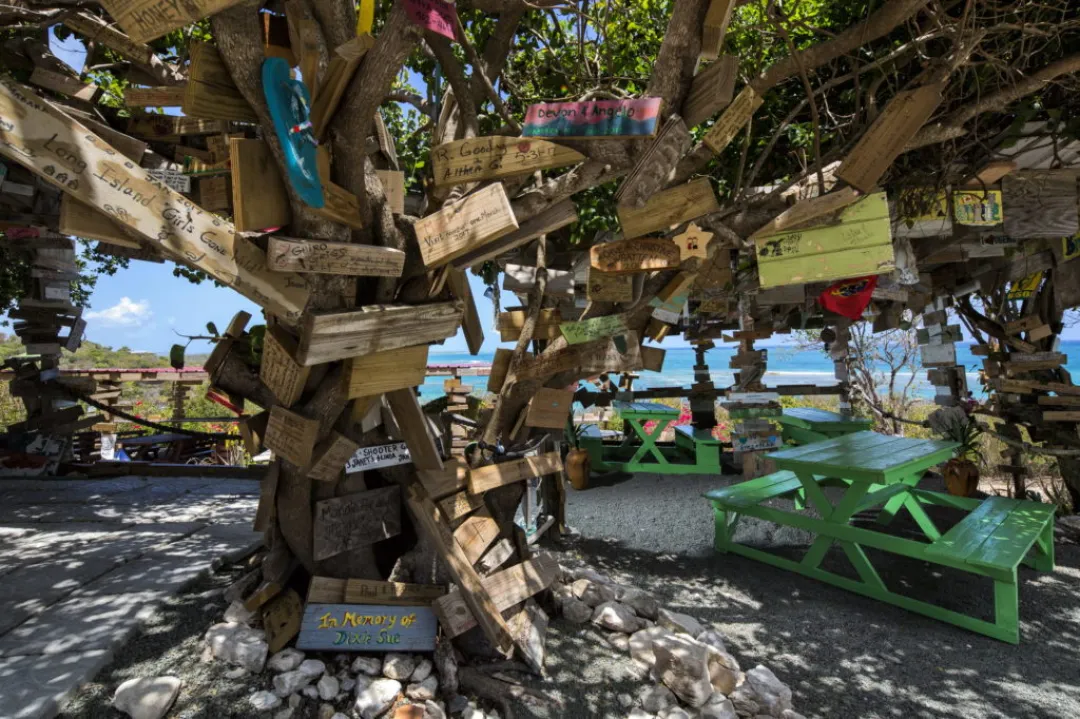 Pineapple-Beach-Club-Beach-Tree