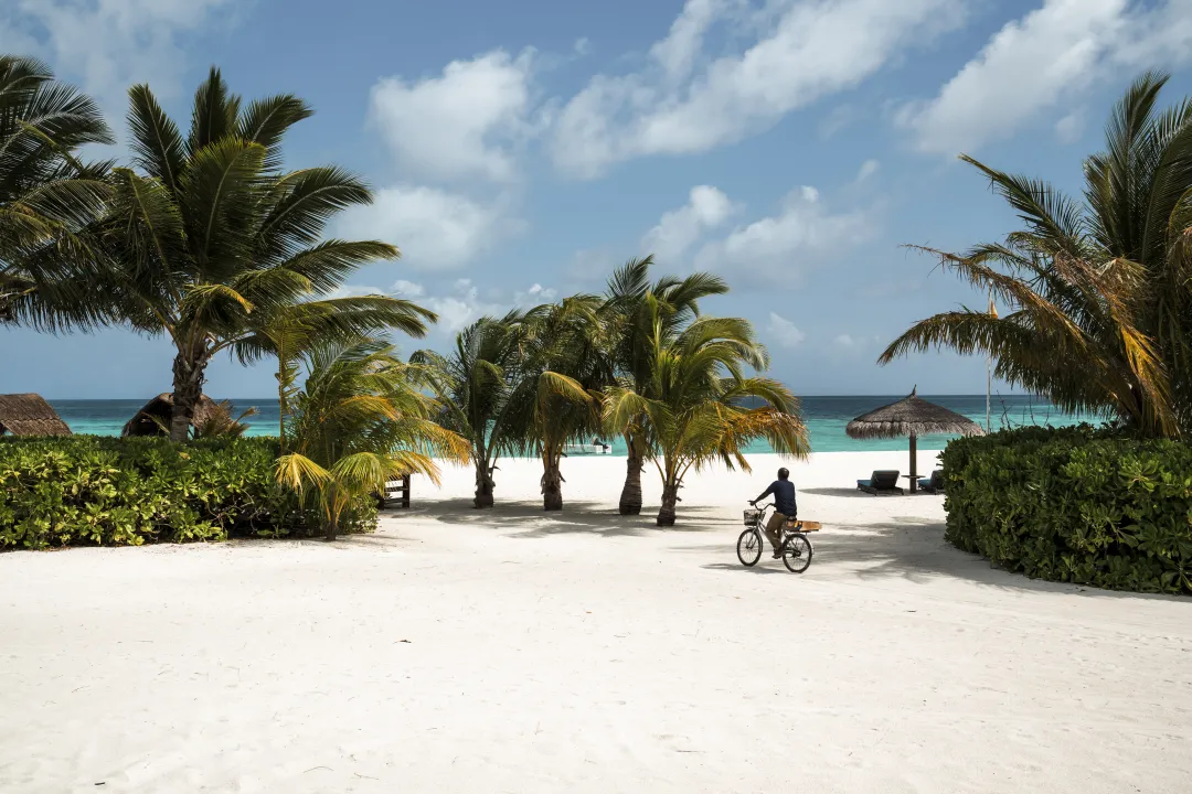 Constance Moofushi - Coconut Tree by the Beach