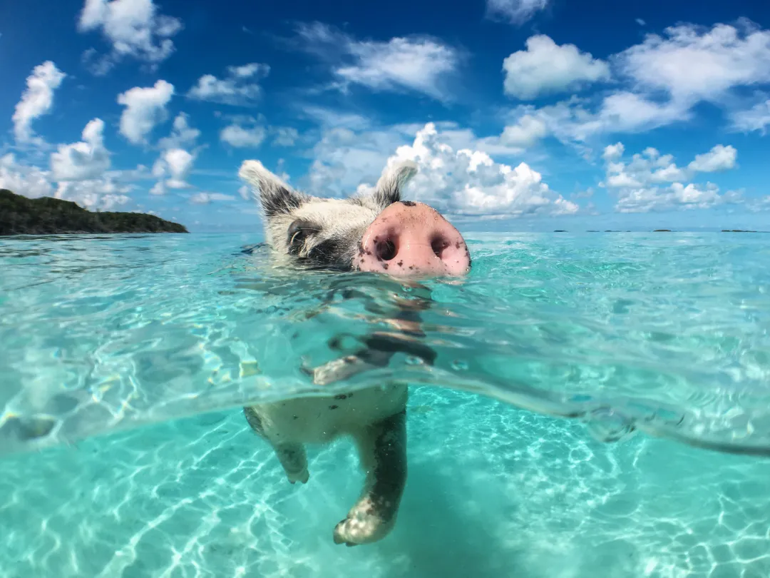 Wild, swimming pig on Big Majors Cay in The Bahamas.