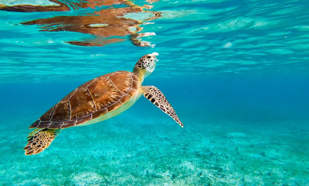 Green Sea Turtle swimming underwater, Atlantic Ocean, Spotts Beach, Cayman Islands