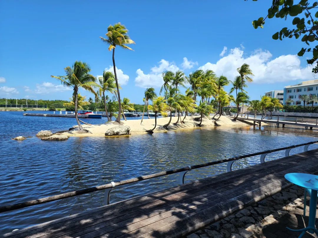 The palms near the water in Grand Cayman island for cool summer background