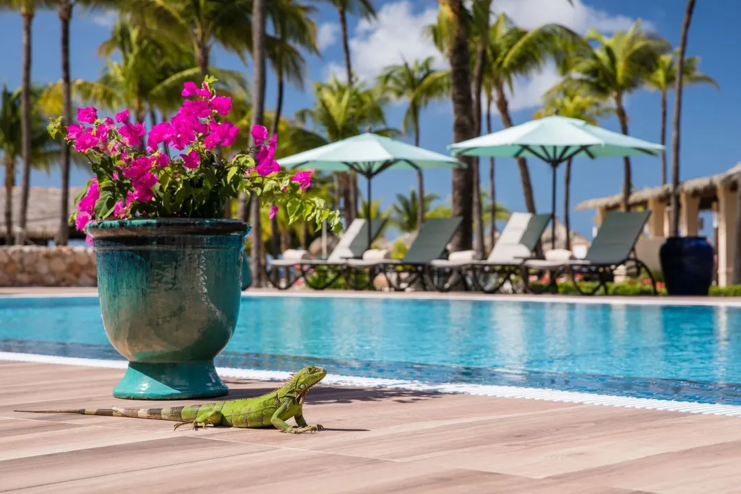 Odysseys-Travel-Manchebo-Beach-Resort-and-Spa-Gecko