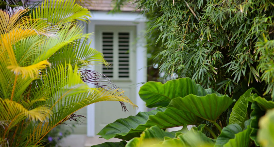 Odysseys Travel - Little Good Harbour - Garden