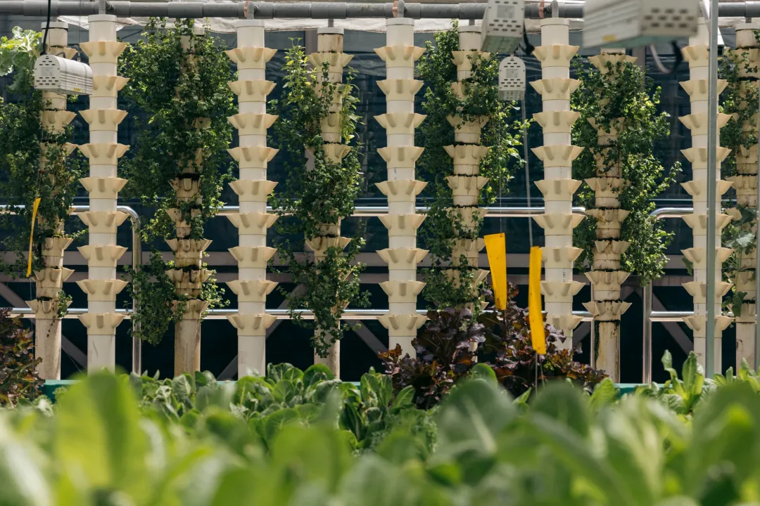 Odysseys Travel - Fairmont Singapore - Aquaponics Farm