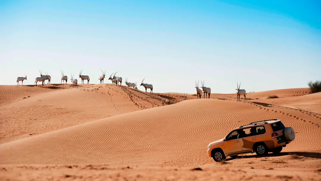 Odysseys Travel - Hotel - Al Maha, a Luxury Collection Desert Resort and Spa, Dubai - Dubai