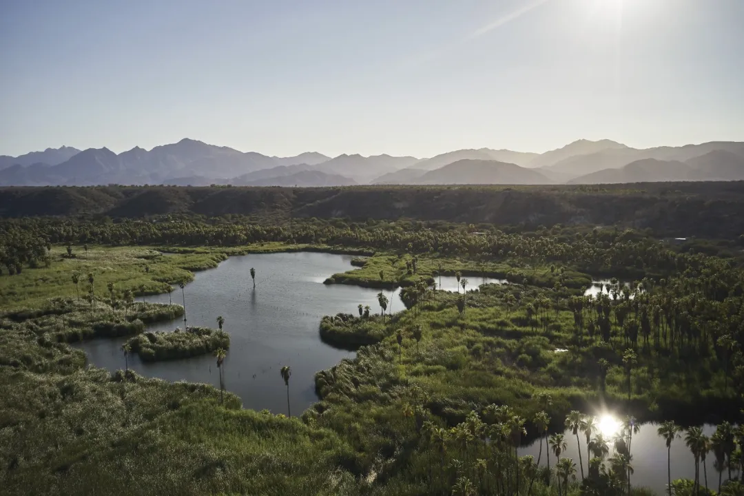 Odysseys Travel - Four Seasons Resort Los Cabos - Wetland Views
