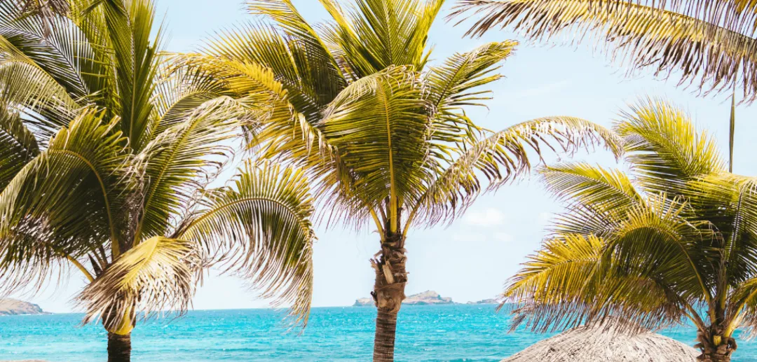 Odysseys Travel - Hotel Manapany - Palm trees and sea